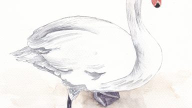 Claddagh Swan, Fiona Concannon Artist
